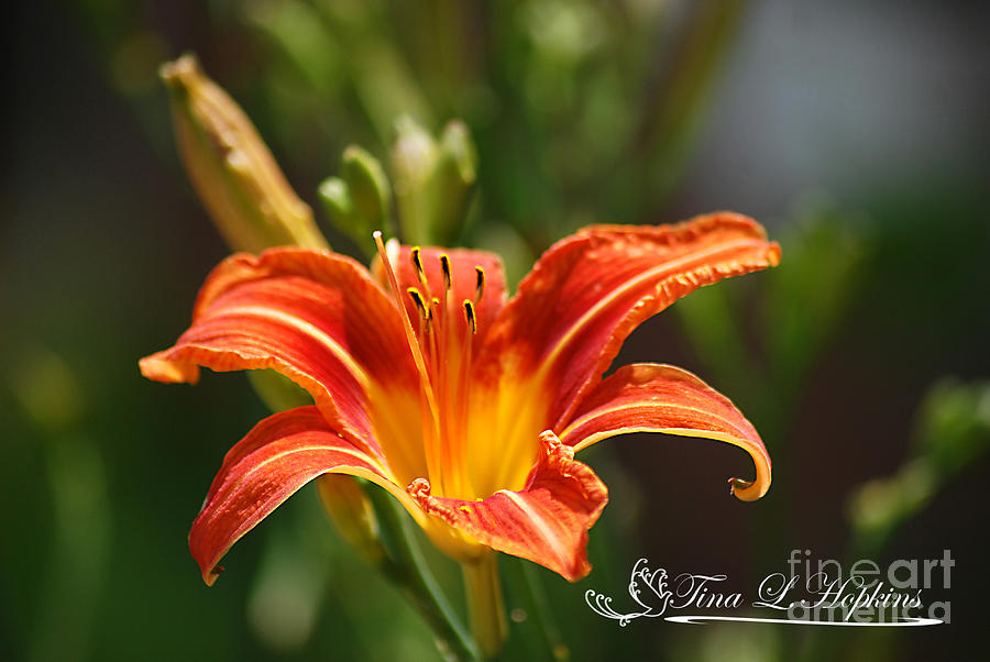 Orange Day Lily 20120614_5a Photograph by Tina Hopkins