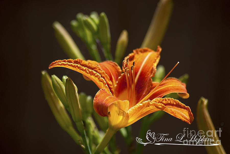Orange Day Lily 20120615_21a Photograph by Tina Hopkins