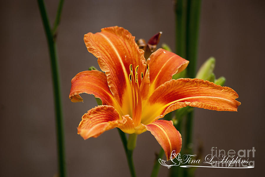 Orange Day Lily 20120620_27a Photograph by Tina Hopkins