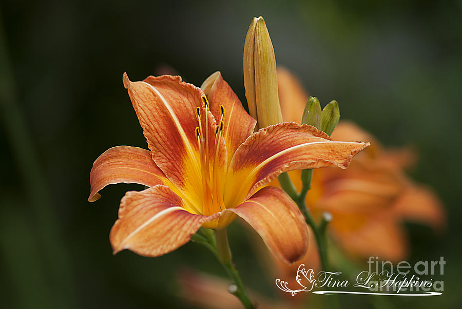 Orange Day Lily 20120624_214a Photograph by Tina Hopkins