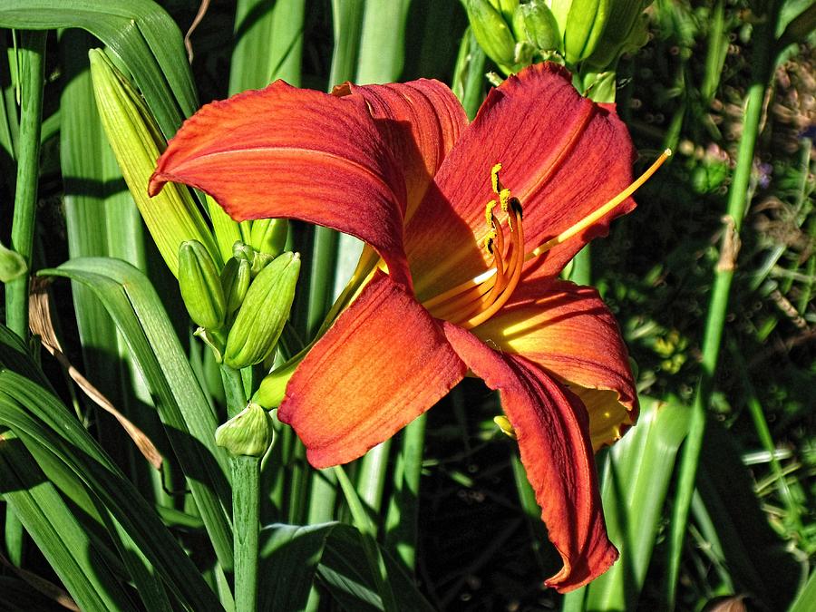 Orange Day Lily-6 Photograph by Doug Morgan