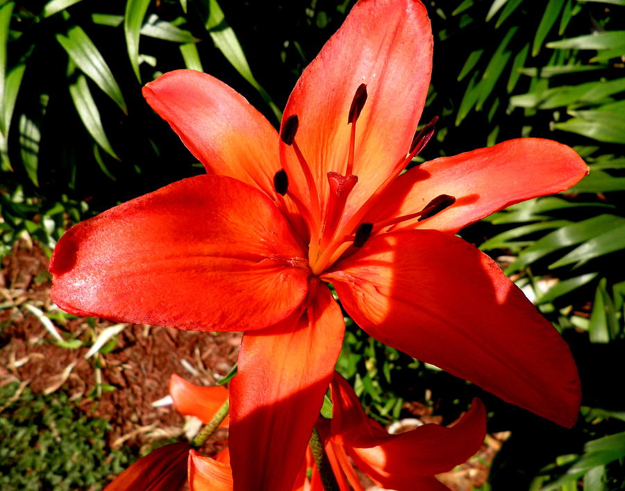 Orange Day Lily Photograph - Orange Day Lily by Kate Gallagher
