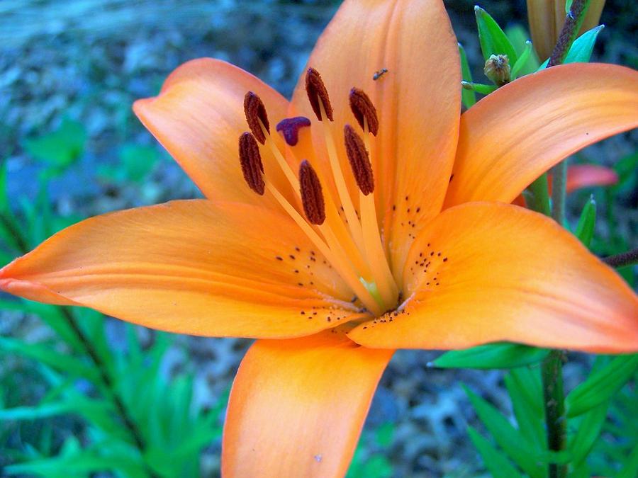 Orange Day Lily Photograph by Kathleen Luther