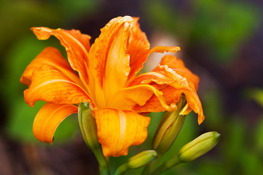 Orange Day Lily Photograph by Melinda Fawver