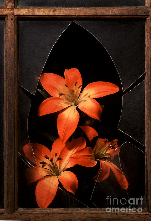 Orange Daylilies through Broken glass Photograph by Clare VanderVeen