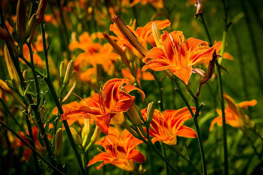 Orange Daylily Flowers 5 Photograph by Alexander Senin