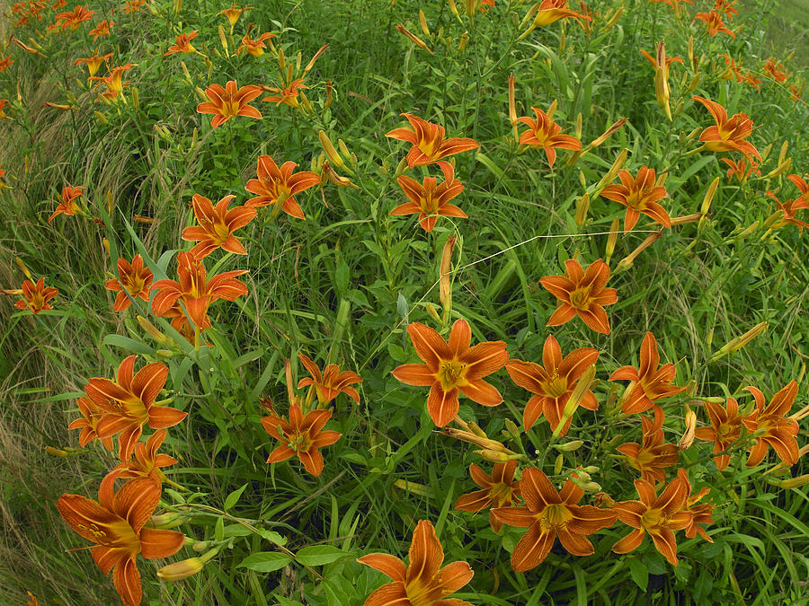 Orange Daylily Growing In Meadow Photograph by Tim Fitzharris