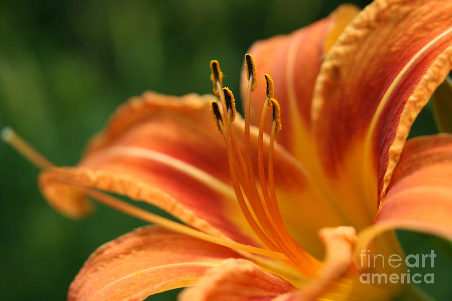 Flower Photograph - Orange Daylily  by Neal Eslinger