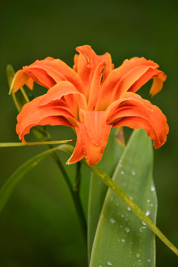 Nature Photograph - Orange Daylily by Parker Cunningham