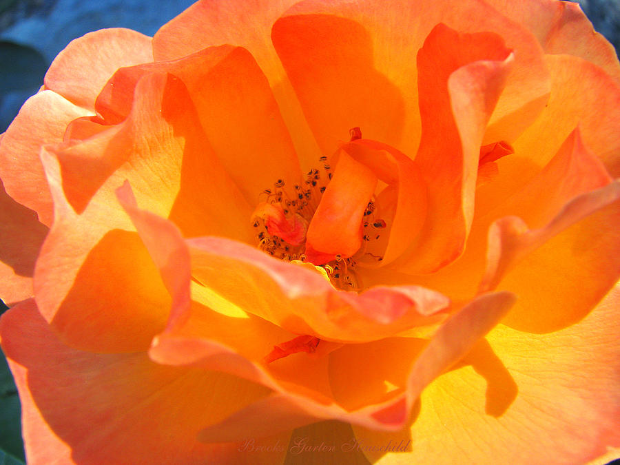 Orange Delight -  Roses from the Garden - Rose Art Photograph by Brooks Garten Hauschild