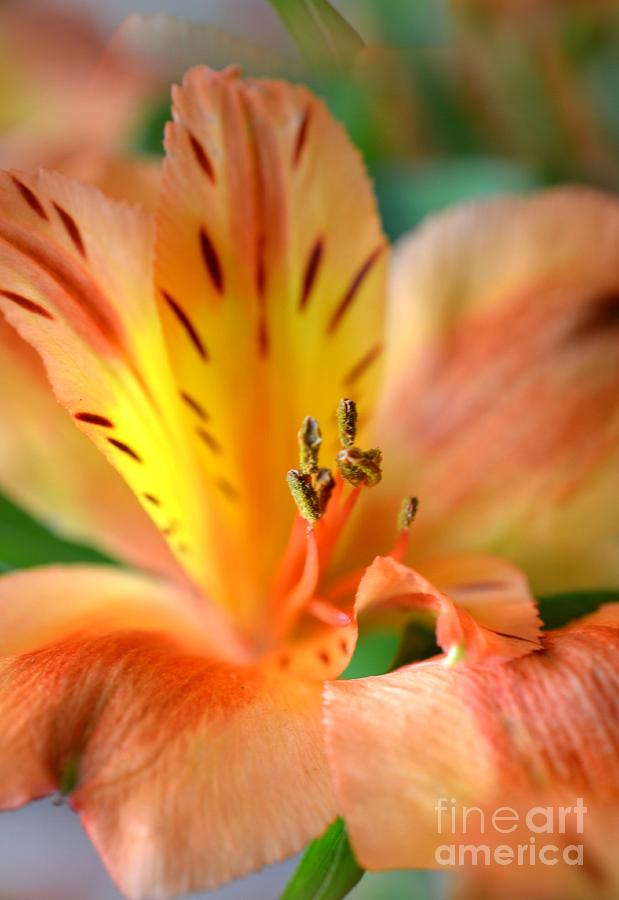 Flower Photograph - Orange Delight by Deb Halloran