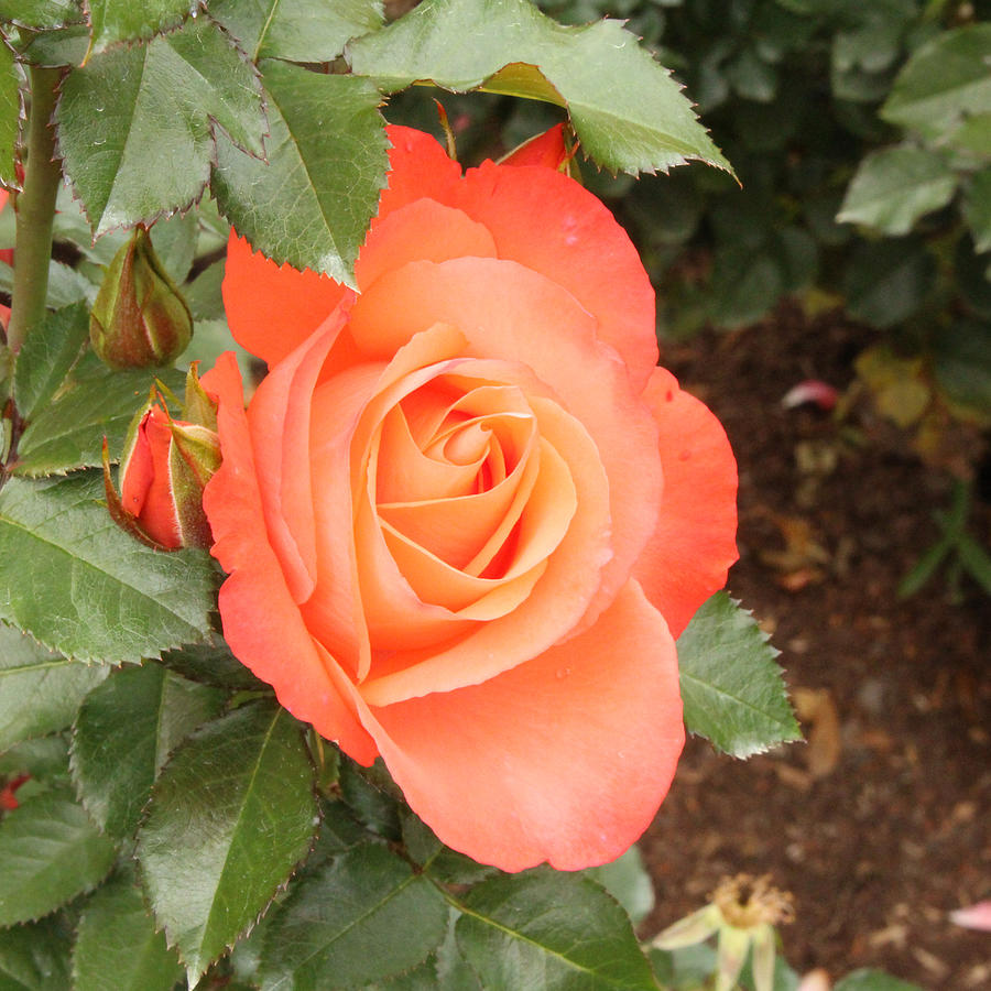 Rose Photograph - Orange Delight by Linda Ritlinger