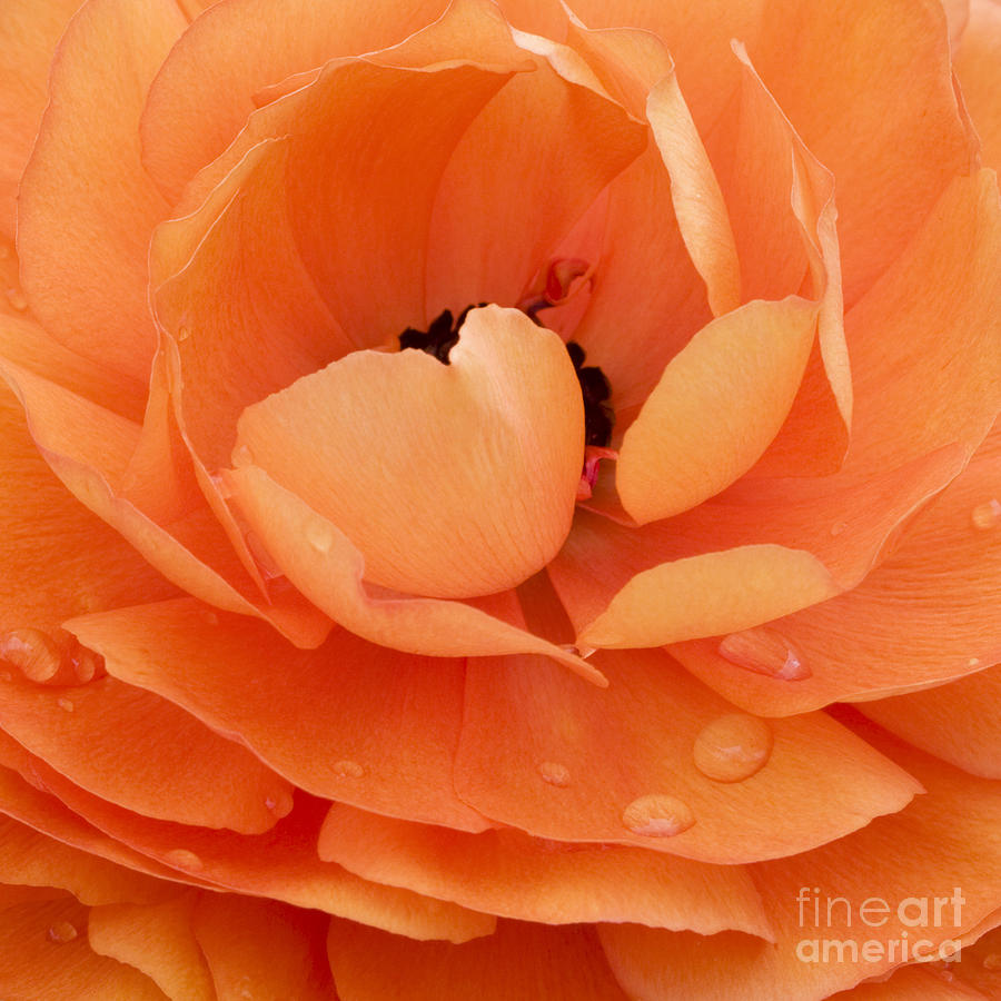 Orange Delight Photograph by Patty Colabuono
