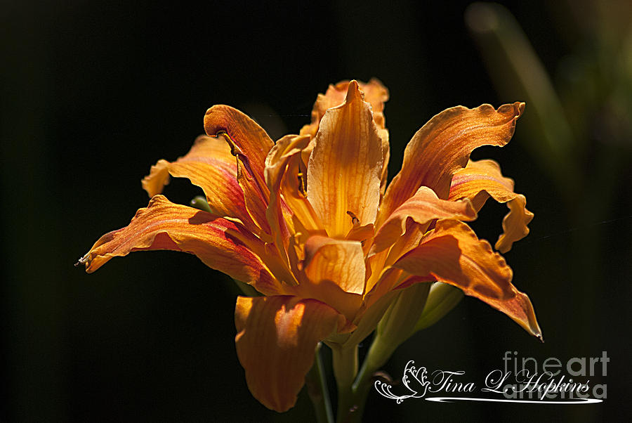 Orange Double Day Lily 20120706_56a Photograph by Tina Hopkins