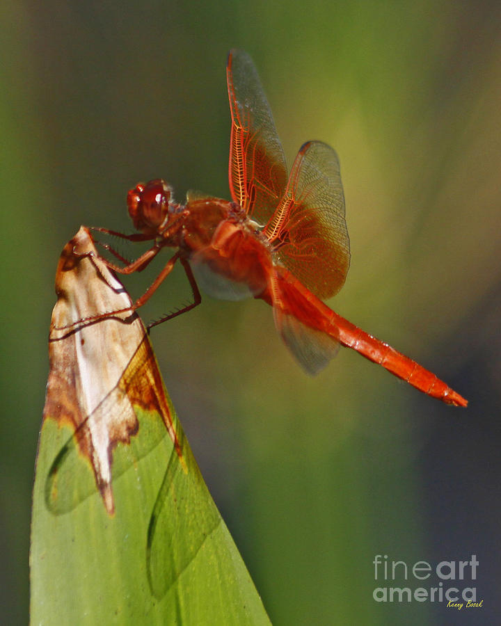 Orange Dragonfly - Six Wings Photograph by Kenny Bosak