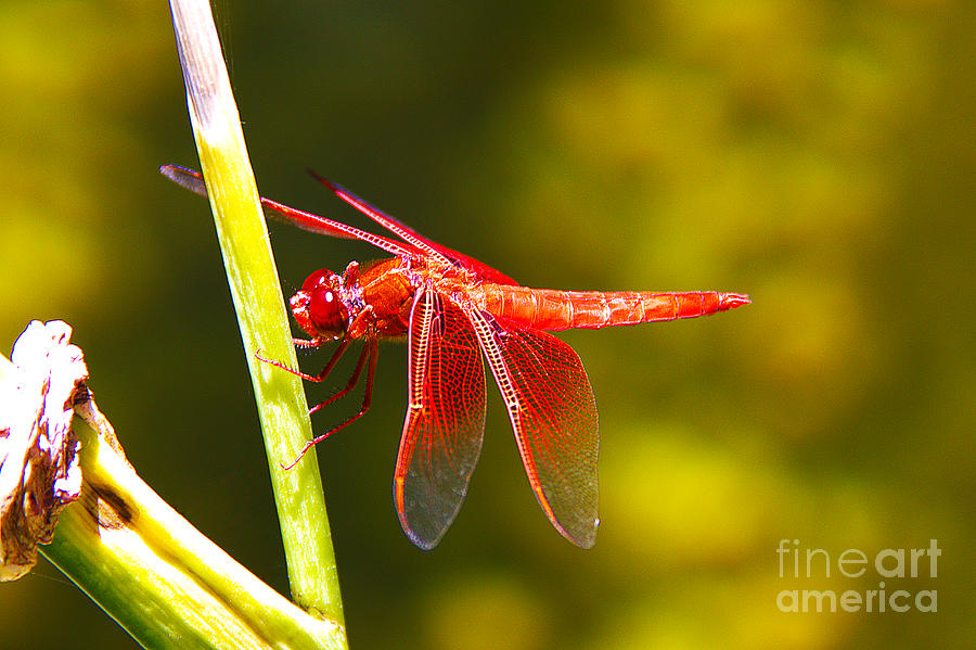 Orange Dragonfly Photograph by David Doucot