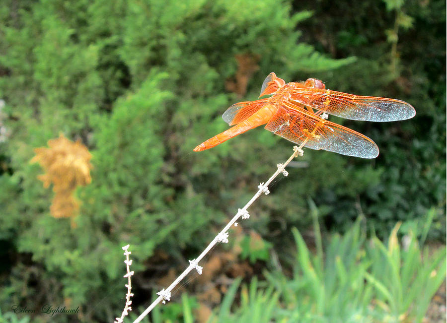 Orange Dragonfly Photograph by Eileen Lighthawk
