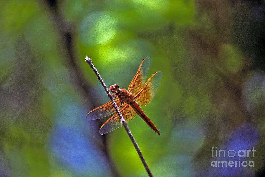 Orange Dragonfly Photograph by Howard Stapleton Fine Art America