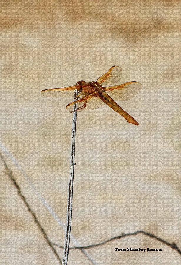 Orange Dragonfly Photograph by Tom Janca