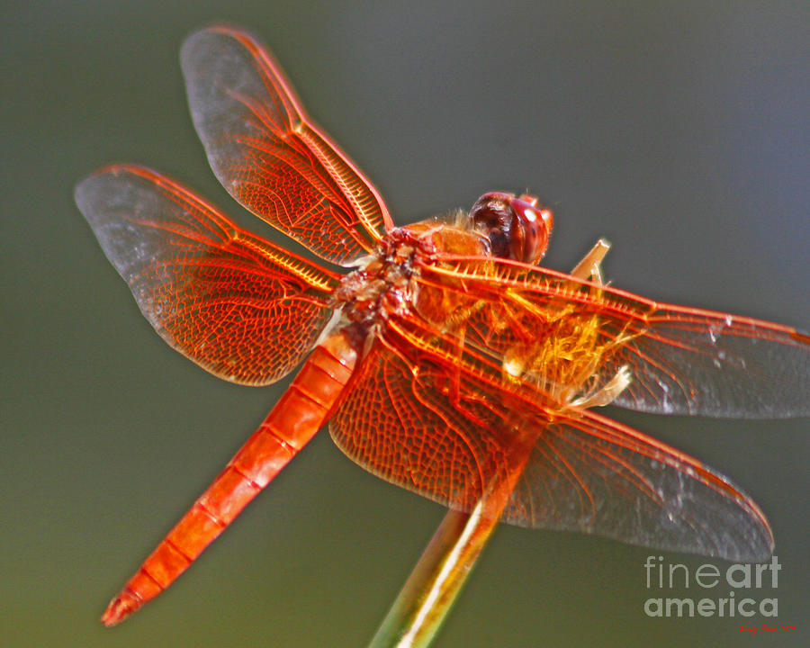 Orange Dragonflys Back Photograph by Kenny Bosak