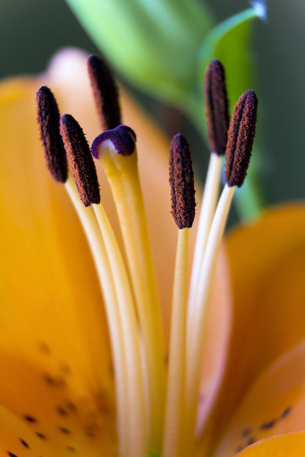 Lily Photograph - Orange Dream Lily by Dana Moyer
