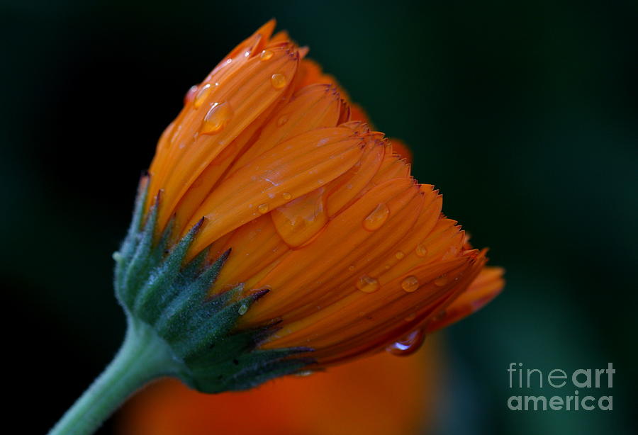 Orange Dream Floral Photograph By Ruth Jolly Fine Art America