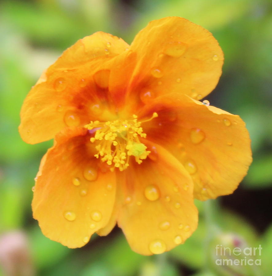 Orange Droplet Photograph by Catherine Burnett - Fine Art America