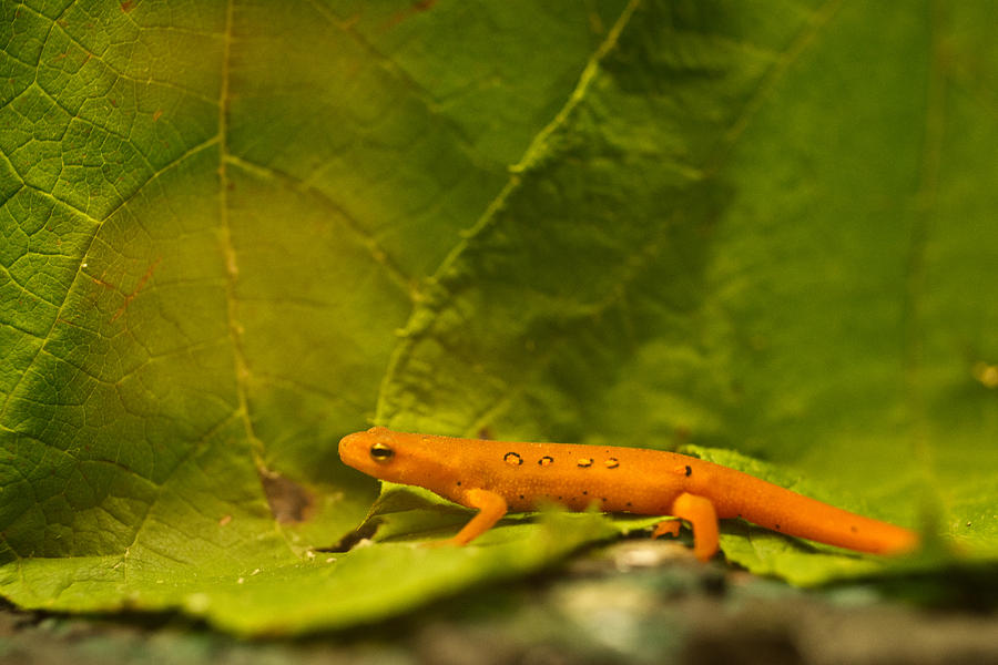 Salamander Photograph - Orange Eastern Newt Notophathalmus by Douglas Barnett