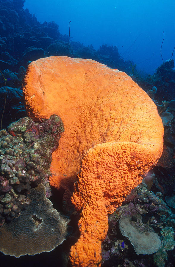 Elephant Ear Sponge Large