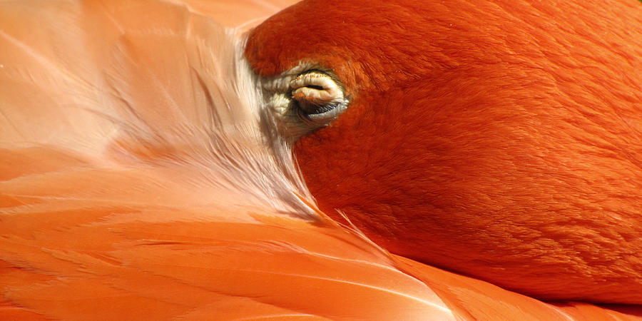 Flamingo Orange Eye Photograph by Bob Slitzan