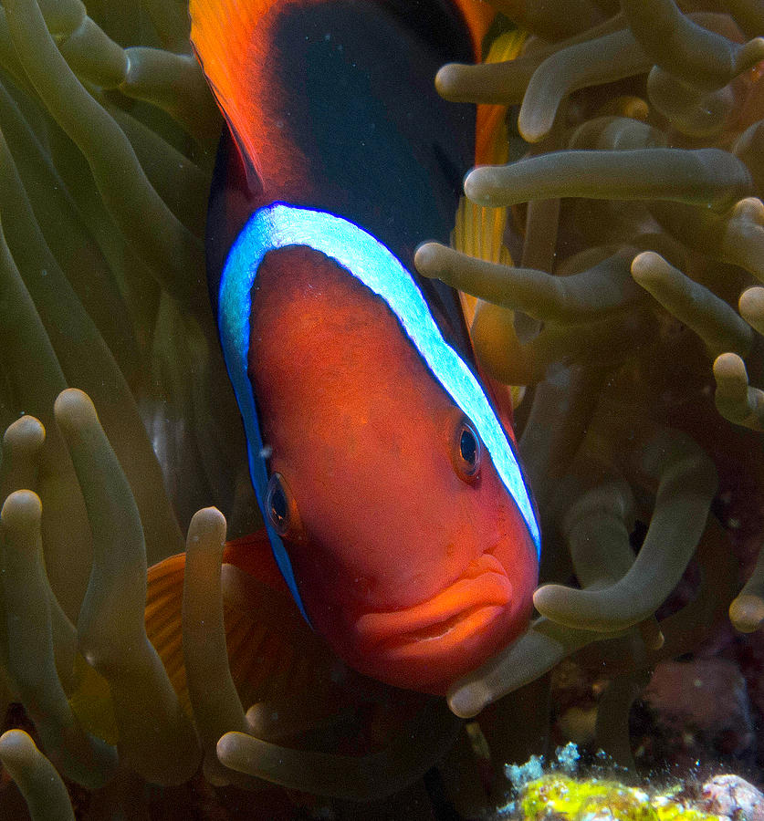 Orange Face Anemonefish Photograph by Gary Hughes