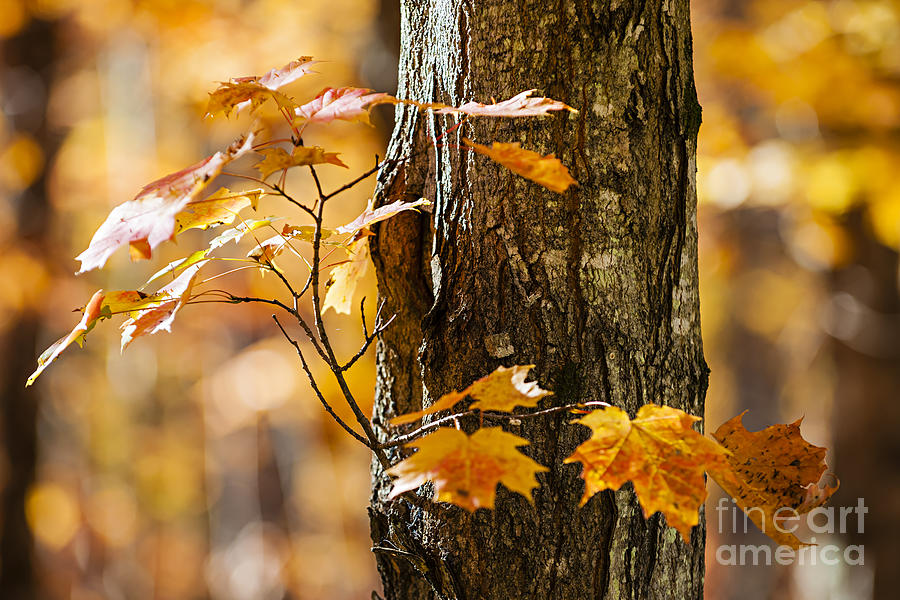 Fall Photograph - Orange fall maple 2 by Elena Elisseeva