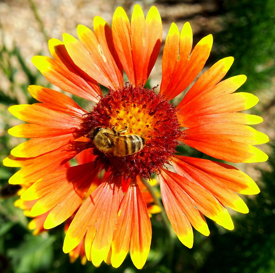 Orange Fiery Gaillardia Flower and Bee Macro Photograph by Amy McDaniel