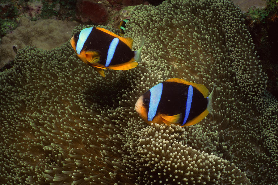 Orange-fin clownfish and sea anemone Photograph by Comstock Images