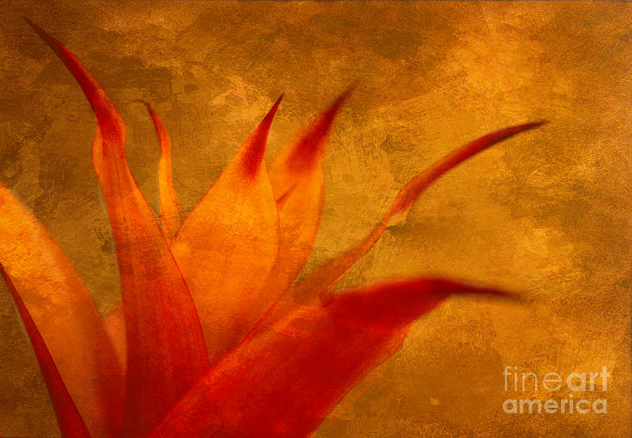 Orange Fire Photograph by Arlene Carmel