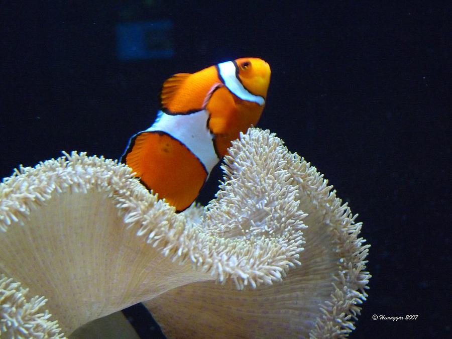 Fish Photograph - Orange Fish And Sea Creature by Hemu Aggarwal Fish Photograph - Orange Fish And Sea Creature by Hemu Aggarwal
