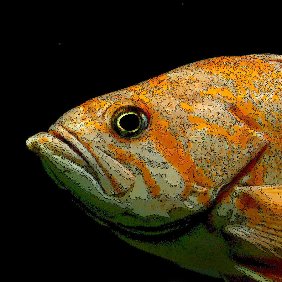 Orange Fish Photograph by Art Block Collections
