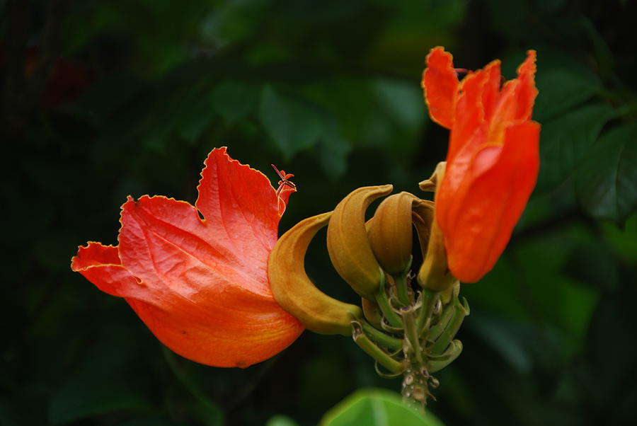 Orange Flame Flowers Photograph by Ankya Klay
