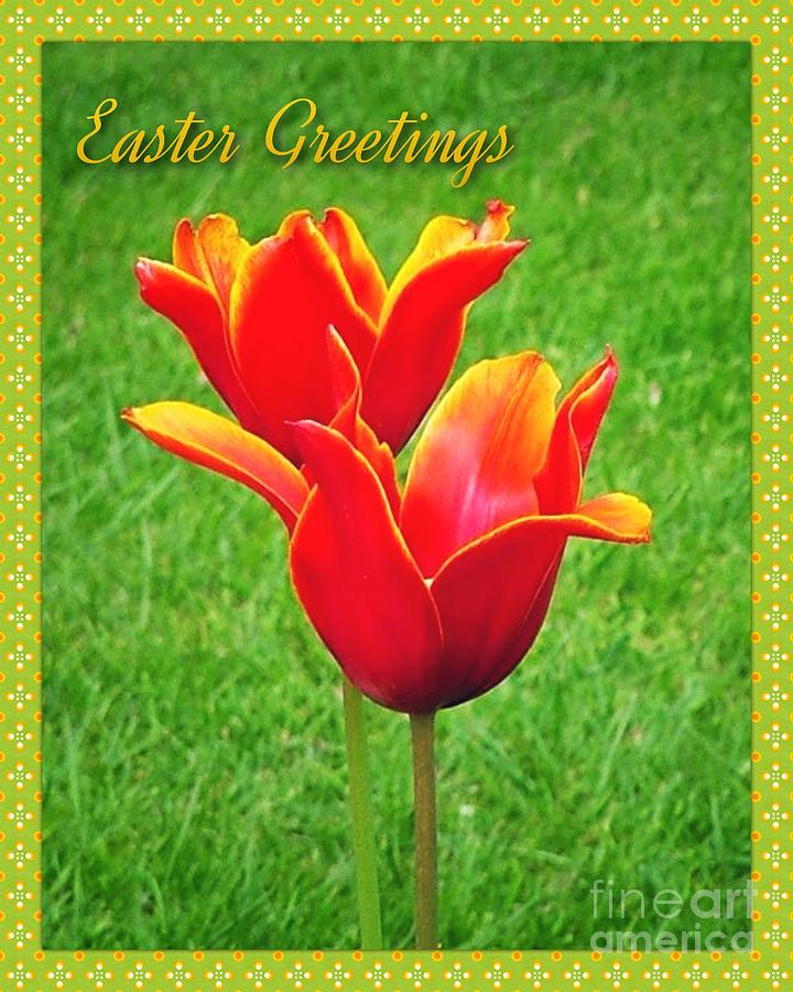 Orange Flame Tulip Easter Greeting Photograph by Joan-Violet Stretch
