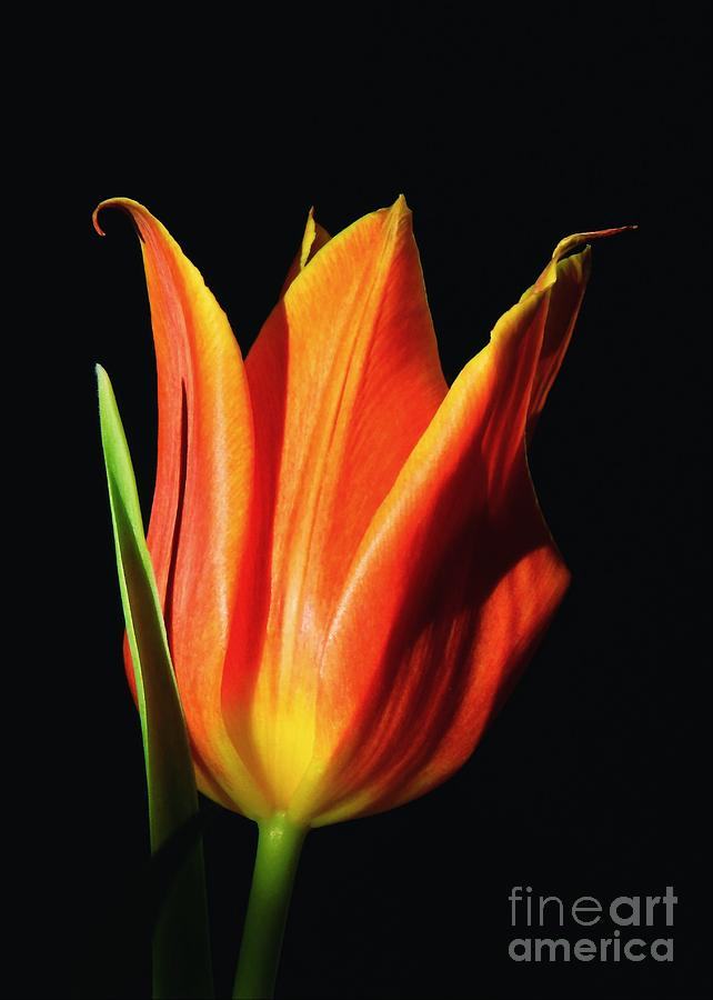 Orange Flame Tulip Photograph by Sharon Woerner