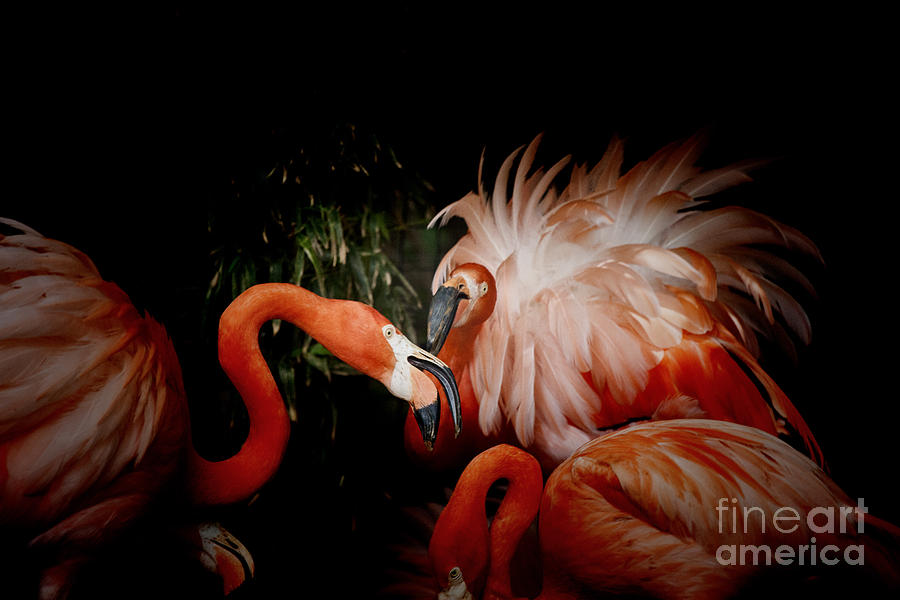 Orange Flamingo Party Photograph by Douglas Barnard