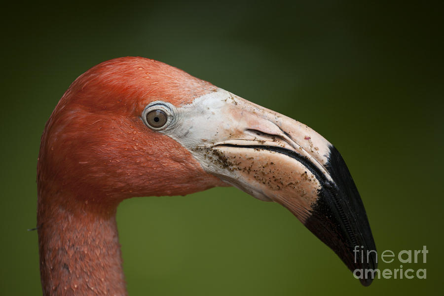 Orange Flamingo Portrait Photograph by Douglas Barnard
