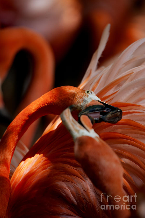 Orange Flamingos Conflict Resolution Photograph by Douglas Barnard