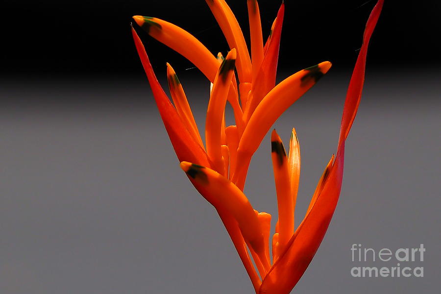 Flowers Still Life Photograph - Orange Floral by Patrick Roberto