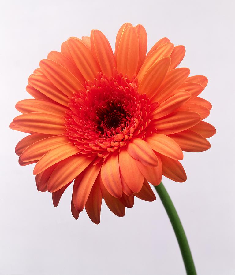 Orange Flower, 1999 Photograph by Norman Hollands