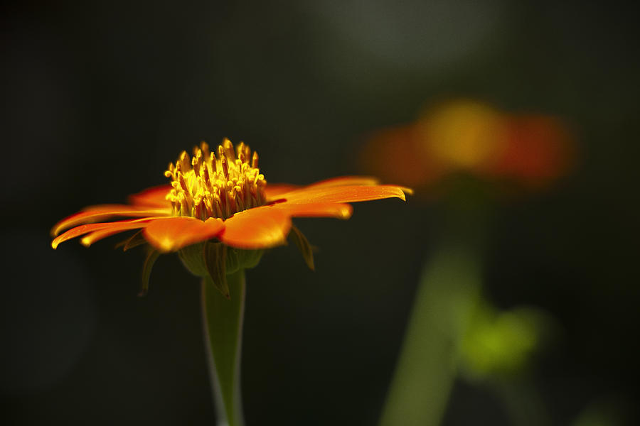 Orange Flower Photograph by Bradley R Youngberg