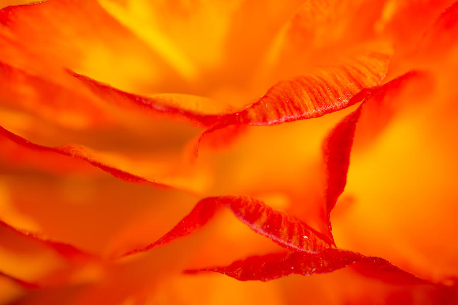 Nature Photograph - Orange Flower by Claus Puhlmann