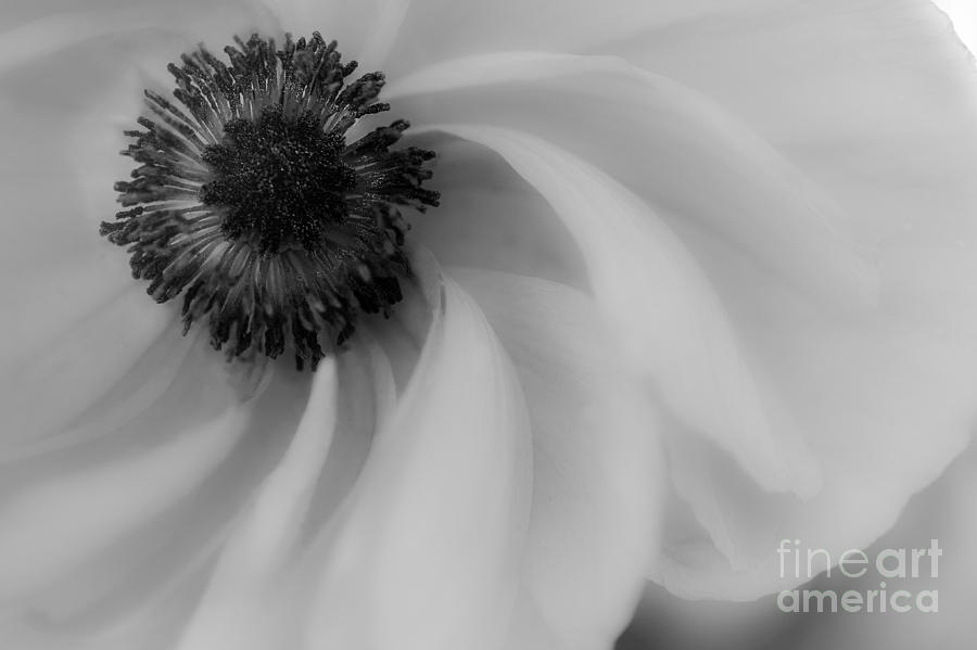 Orange Flower in Black and White Photograph by Michael Arend