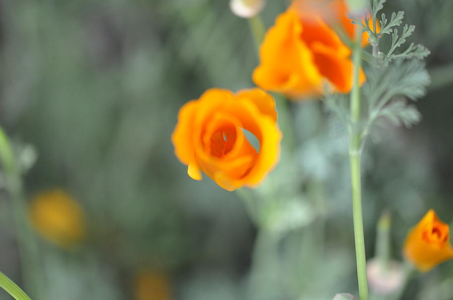 Orange flower in motion Photograph by Teri Schuster