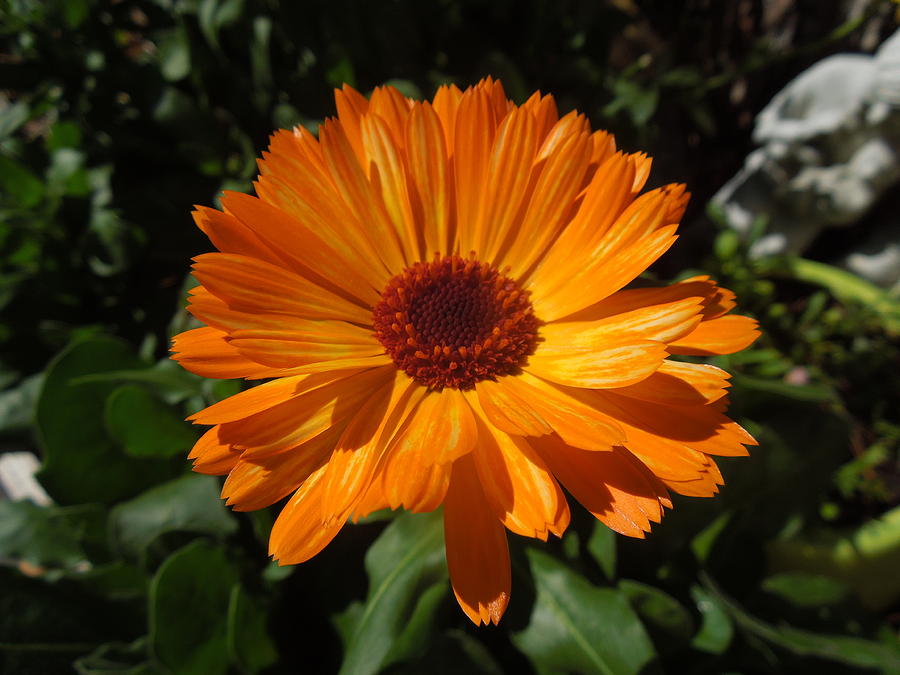 Flower Photograph - Orange Flower in the Garden by Donna Jackson